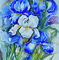 Irises